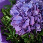 Фиолетовая гортензия в упаковке в Санкт-Петербурге - Фотография 4
