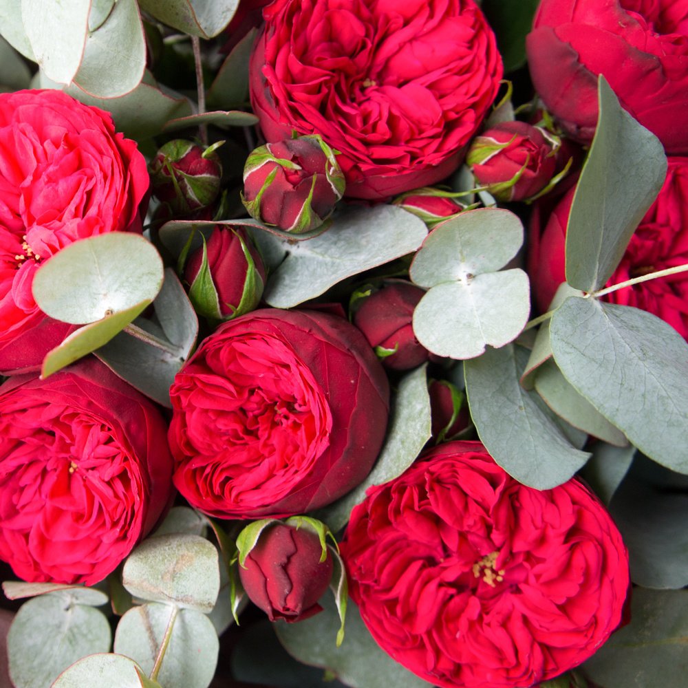Пионовидные Розы Фото