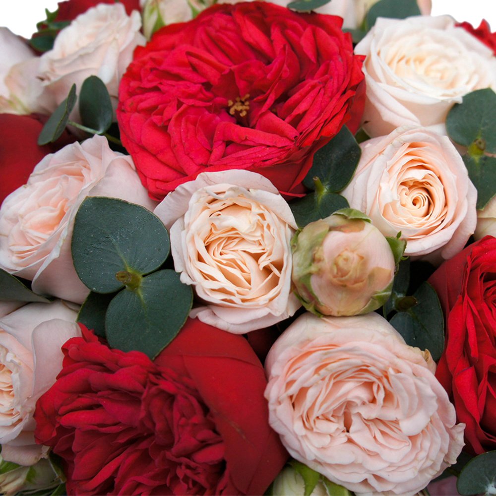 Мишель Мерсье