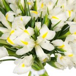 Букет из 101 белого ириса в Санкт-Петербурге - Фотография 2