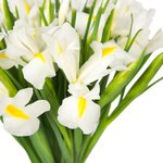 Букет из 25 белых ирисов в Санкт-Петербурге - Фотография 4