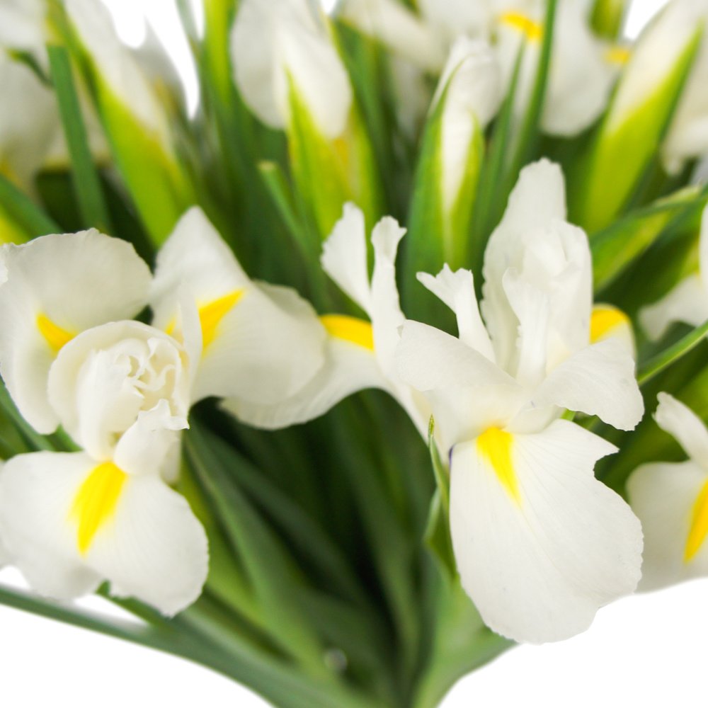 51 белый ирис