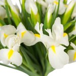 Букет из 51 белого ириса в Санкт-Петербурге - Фотография 5