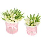 Белые тюльпаны в шляпной коробках в Санкт-Петербурге - Фотография 1