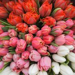 Букет омбрэ из 125 тюльпанов в упаковке в Санкт-Петербурге - Фотография 4