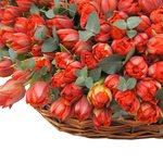 Красные пионовидные тюльпаны с эвкалиптом в корзине в Санкт-Петербурге - Фотография 4