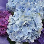 Букет из голубых и фиолетовых гортензий в упаковке в Санкт-Петербурге - Фотография 3