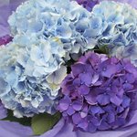Букет из голубых и фиолетовых гортензий в упаковке в Санкт-Петербурге - Фотография 4