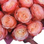 Розы Кахала в Санкт-Петербурге - Фотография 3