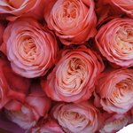 Розы Кахала в Санкт-Петербурге - Фотография 6