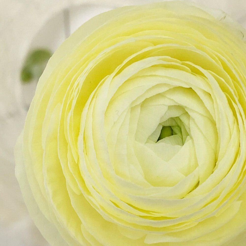 Лимонные ранункулюсы