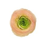 Букет персиковые ранункулюсы с доставкой в Санкт-Петербурге - Фотография 3