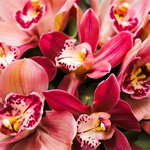 Шляпная коробка с розовыми орхидеями в Санкт-Петербурге - Фотография 5