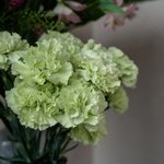 Набор цветов для интерьера дома и офиса в Санкт-Петербурге - Фотография 10