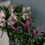 Набор цветов для интерьера дома и офиса в Санкт-Петербурге - Фотография 2