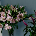 Набор цветов для интерьера дома и офиса в Санкт-Петербурге - Фотография 3