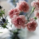 Набор цветов для интерьера дома и офиса в Санкт-Петербурге - Фотография 9