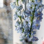 Набор цветов для интерьера дома и офиса в Санкт-Петербурге - Фотография 8