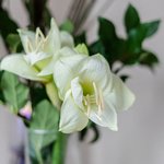 Набор цветов для интерьера дома и офиса в Санкт-Петербурге - Фотография 2