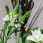 Набор цветов для интерьера дома и офиса в Санкт-Петербурге - Фотография 3