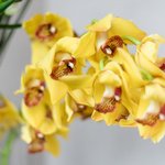 Набор цветов для интерьера дома и офиса в Санкт-Петербурге - Фотография 2