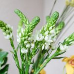 Набор цветов для интерьера дома и офиса в Санкт-Петербурге - Фотография 3