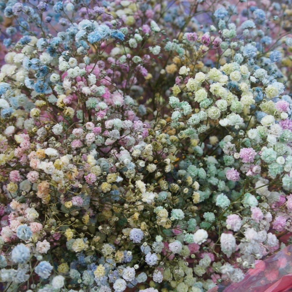 Лоллипоп медиум: радужная гипсофила