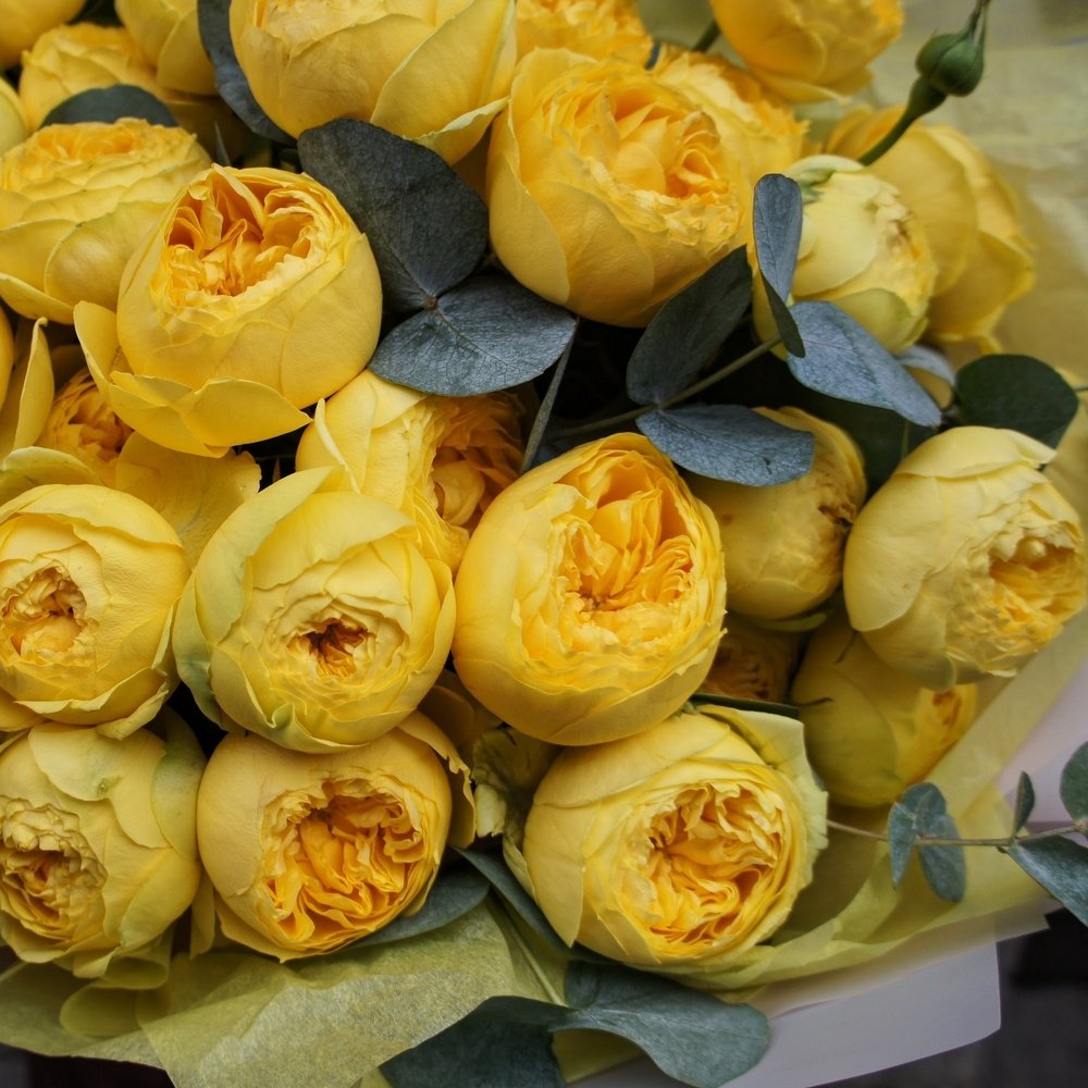 Кустовые желтые розы: фото и отзывы о лучших сортах