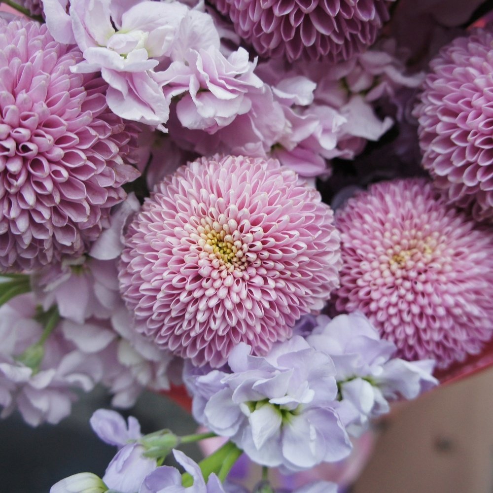 Тайное свидание: хризантемы Момоко и лиловая маттиола + аквабокс и коробка-переноска