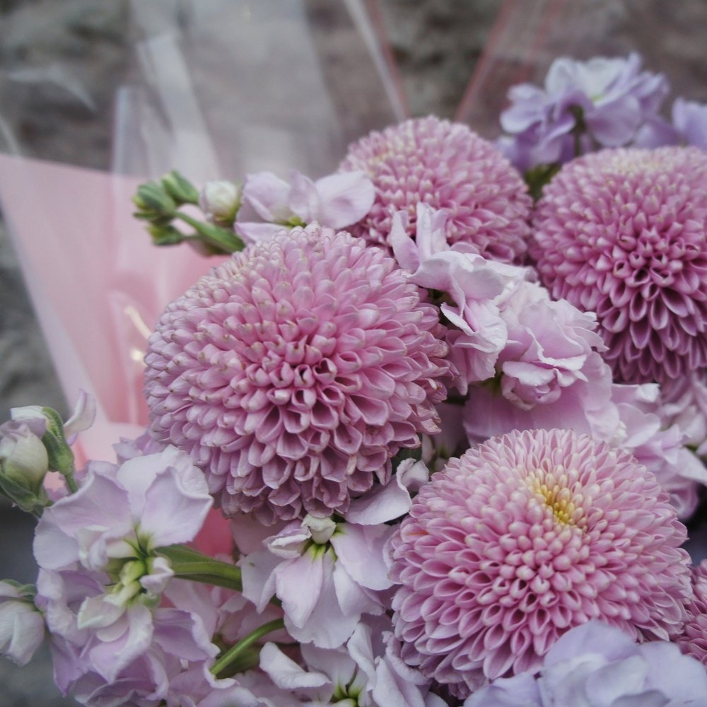 Тайное свидание: хризантемы Момоко и лиловая маттиола + аквабокс и коробка-переноска