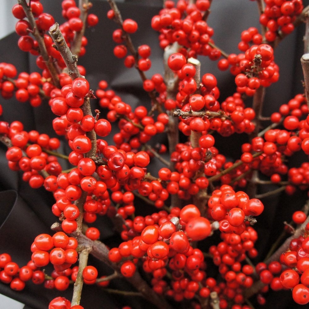 Ягодный поцелуй: зимний букет из илекса