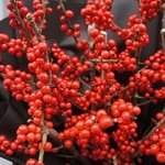 Ягодный поцелуй: зимний букет из илекса в Санкт-Петербурге - Фотография 4