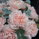 Клубника со сливками: кремовые гвоздики в шляпной коробке с вазой в Санкт-Петербурге - Фотография 3