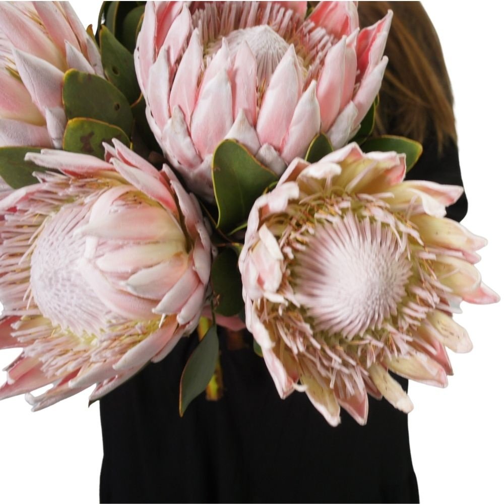 Протея: удивительный цветок из Африки по цене 3125 ₽ - купить в RoseMarkt с  доставкой по Санкт-Петербургу