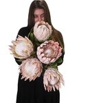Протея: удивительный цветок из Африки в Санкт-Петербурге - Фотография 3 Протея: удивительный цветок из Африки в Санкт-Петербурге - Фотография 3