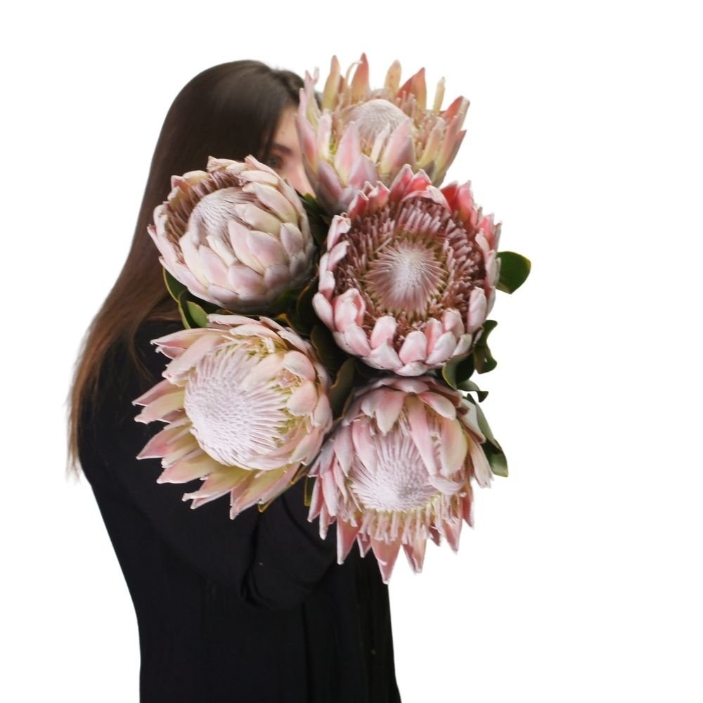 Протея: удивительный цветок из Африки