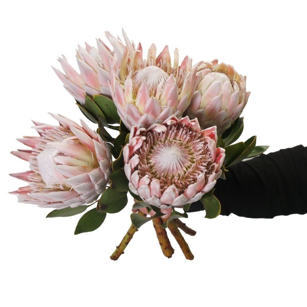 Протея: удивительный цветок из Африки