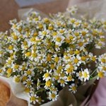 Привет, ромашки! Букет ромашек с доставкой. Санкт-Петербург. Круглосуточно - Фотография 7 Привет, ромашки! Букет ромашек с доставкой. Санкт-Петербург. Круглосуточно - Фотография 7