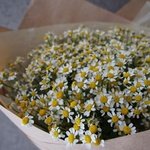 Россыпь лучей: букет полевых ромашек в Санкт-Петербурге - Фотография 6