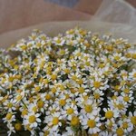 Россыпь лучей: букет полевых ромашек в Санкт-Петербурге - Фотография 8