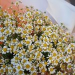 Недорогой букет ромашек с доставкой в СПб - Фотография 4