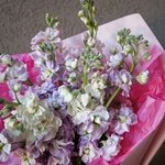 Ароматные цветы недорого: фактурная маттиола микс. Доставка букета в Санкт-Петербурге - Фотография 3