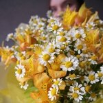 Альстромерия и ромашки недорого в Санкт-Петербурге - Фотография 3