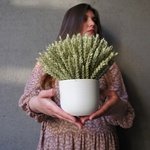 Кашпо с пшеницей в Санкт-Петербурге - Фотография 4