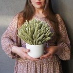 Кашпо с пшеницей в Санкт-Петербурге - Фотография 1