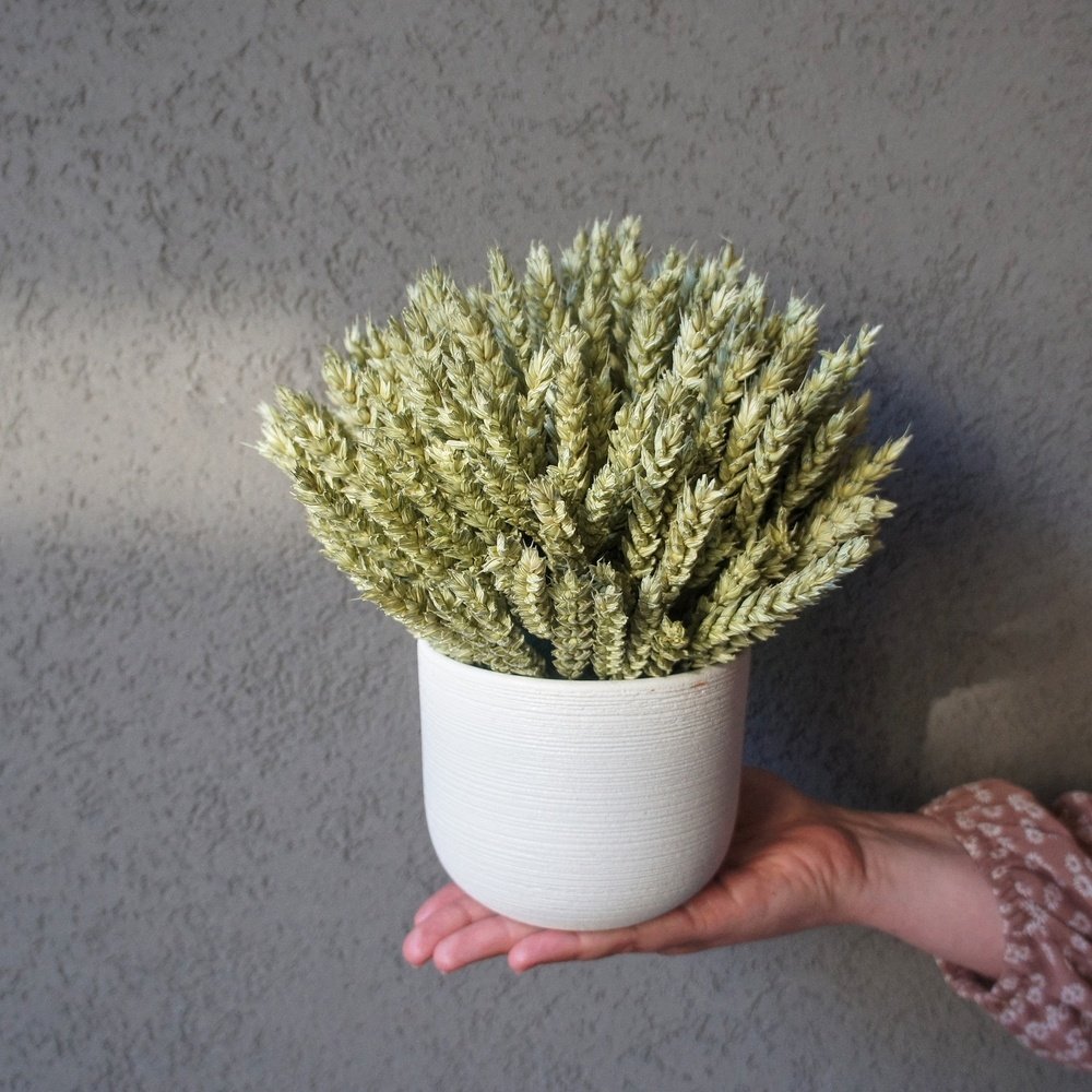 Кашпо с пшеницей