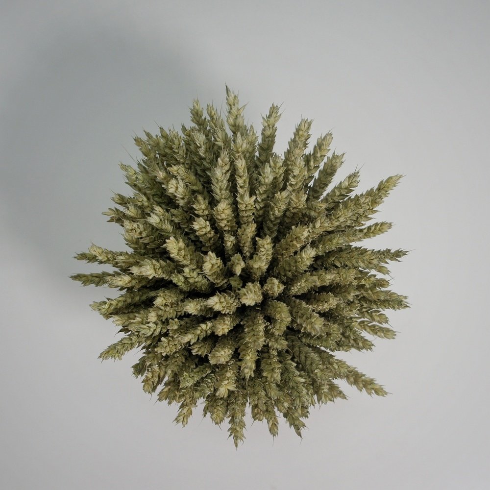 Кашпо с пшеницей