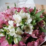 Альстромерия микс белая и розовая: 15 цветков в крафт-бумаге. Доставка цветов в Санкт-Петербурге круглосуточно недорого - Фотография 3