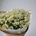 Ромашки (матрикария): 15 цветков в крафт-бумаге. Доставка цветов в Санкт-Петербурге недорого - Фотография 2