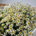 Ромашки (матрикария): 15 цветков в крафт-бумаге. Доставка цветов в Санкт-Петербурге недорого - Фотография 6